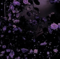 purple roses in a dark room